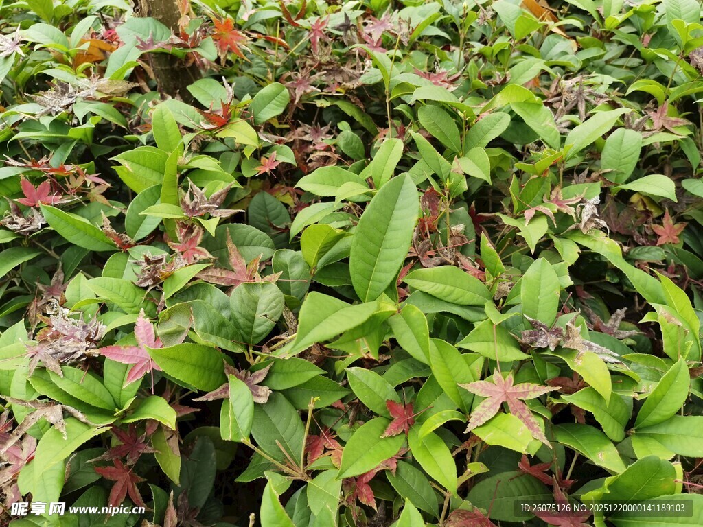 绿叶红边植物特写