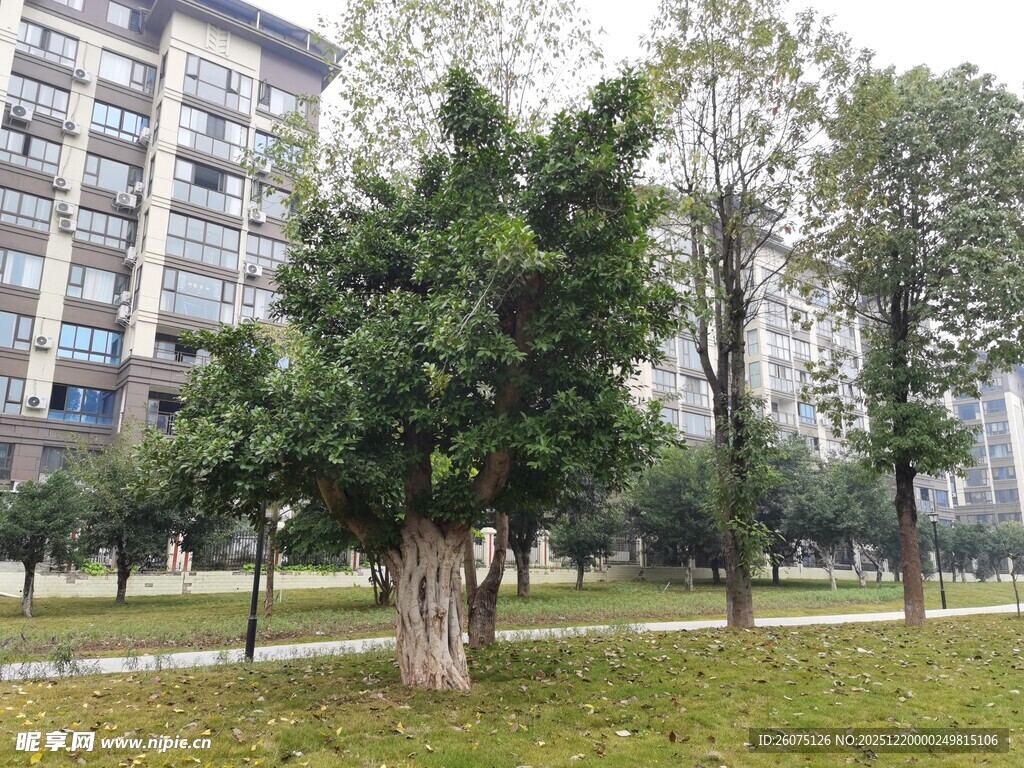 城市公园中的绿树景观