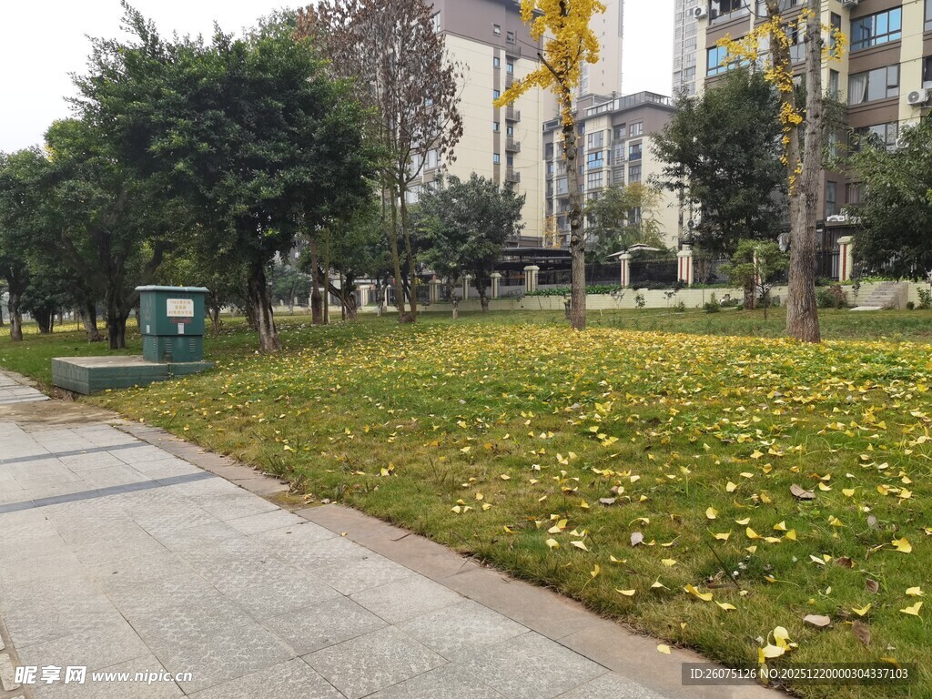 秋日公园小径落叶景致