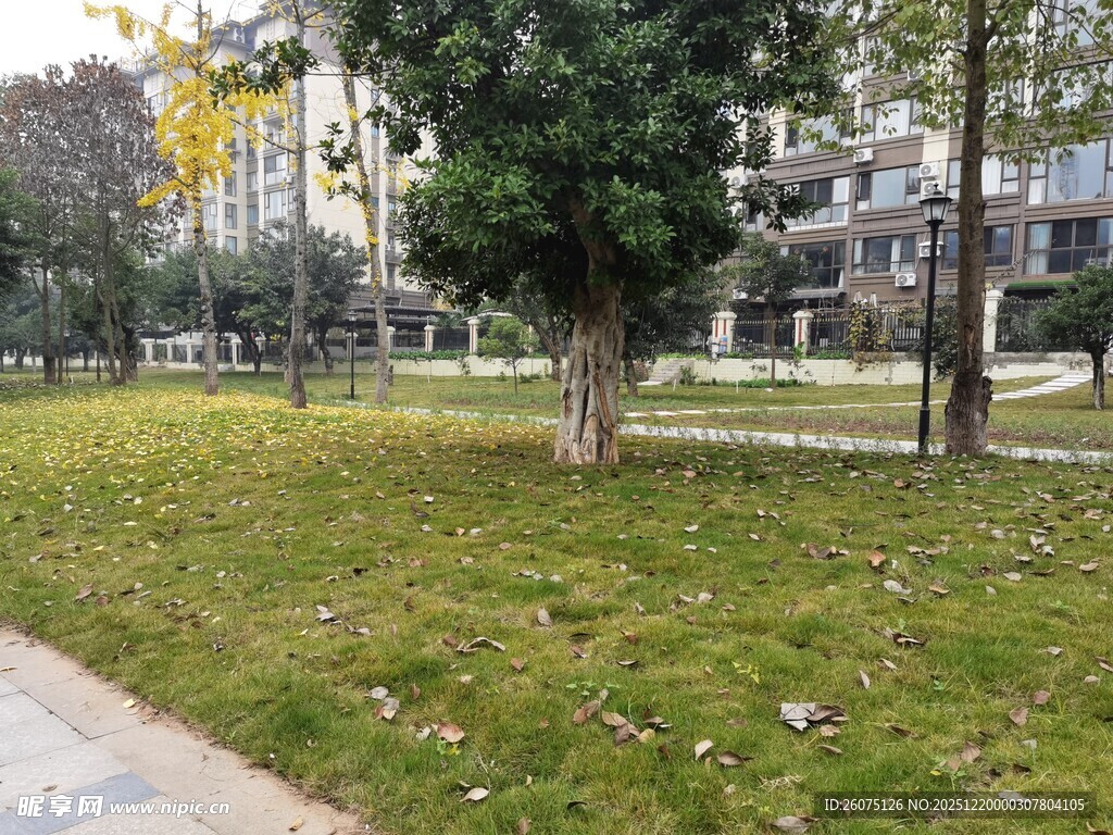 城市中静谧的草地树木景观