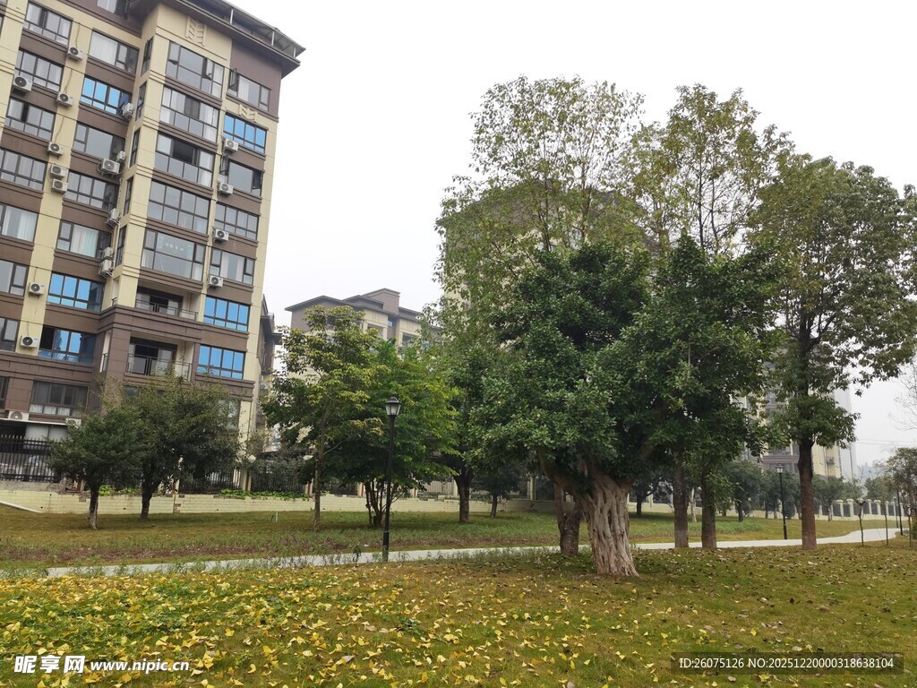 小区旁的绿树与开阔草地