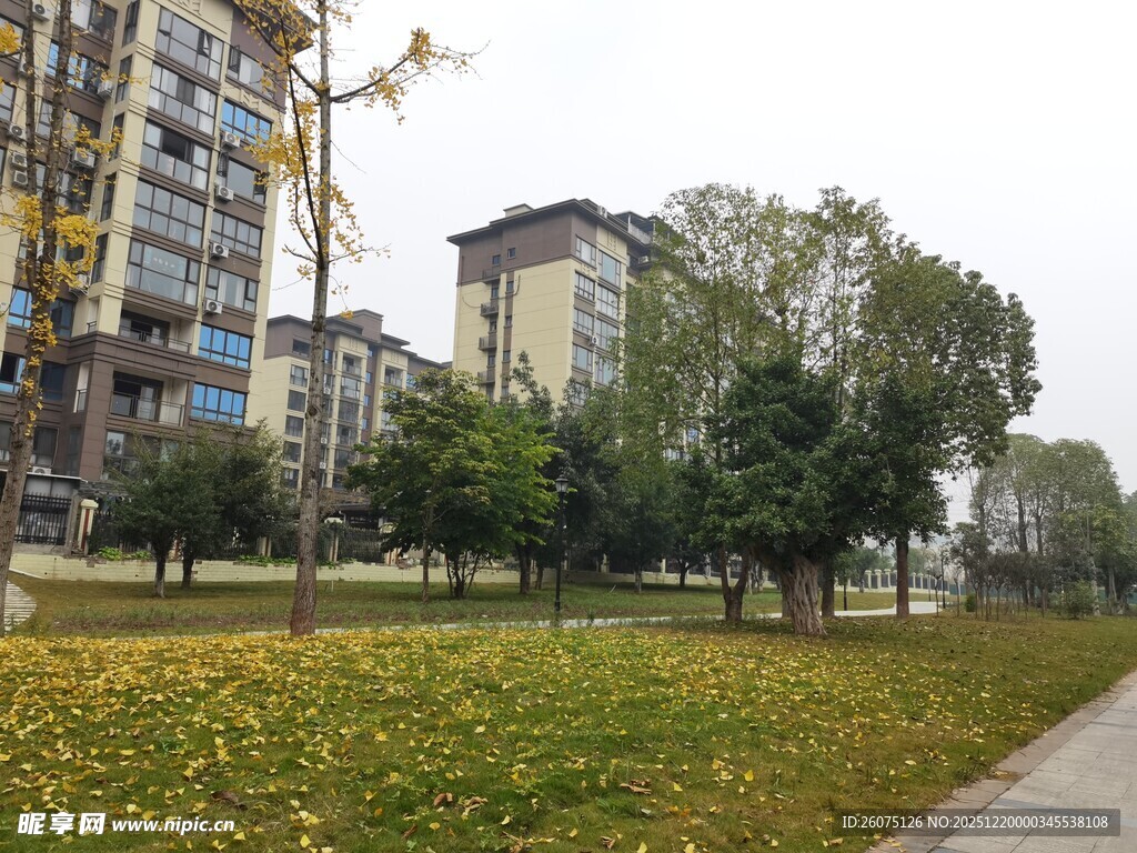秋日小区旁的绿地景观