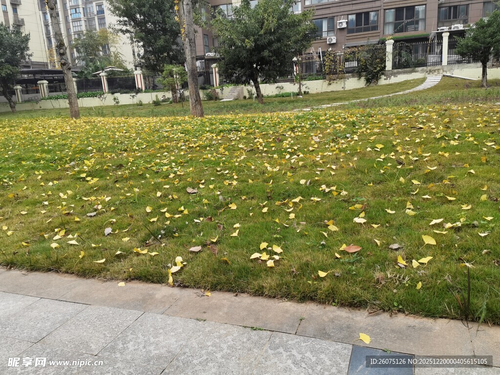 秋日草坪落叶景观