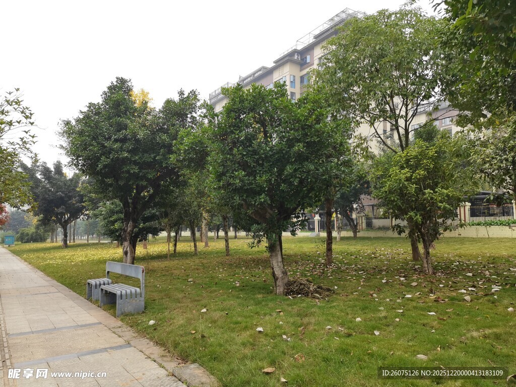 城市公园中的绿树小径