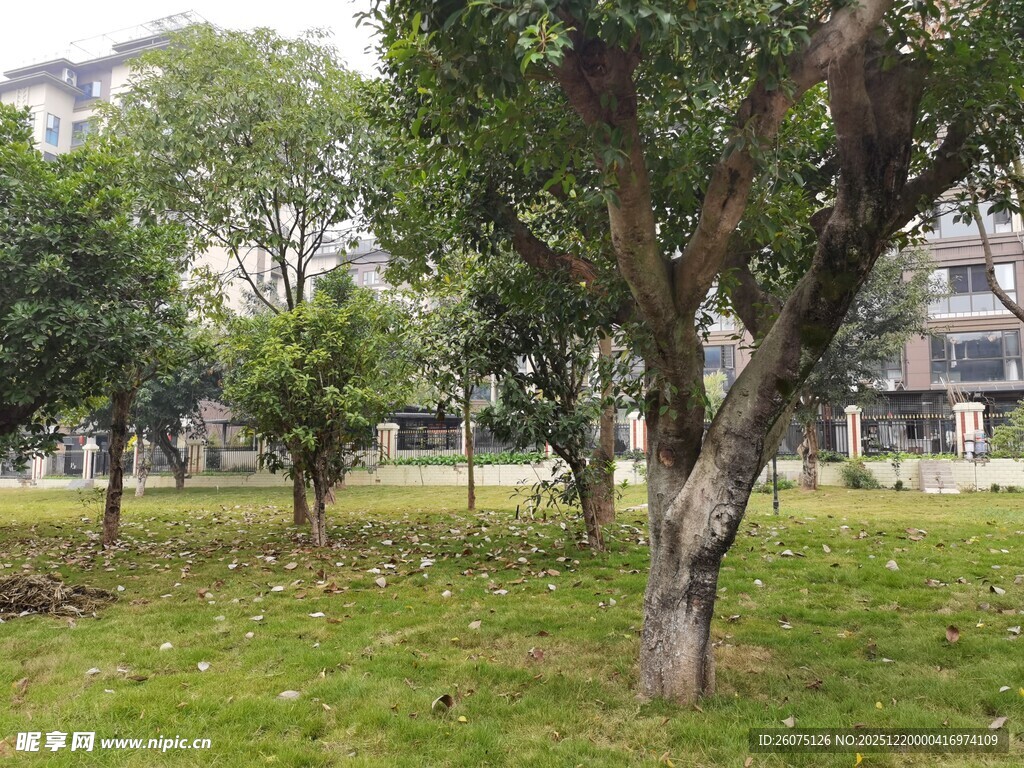 公园内葱郁树木与草地