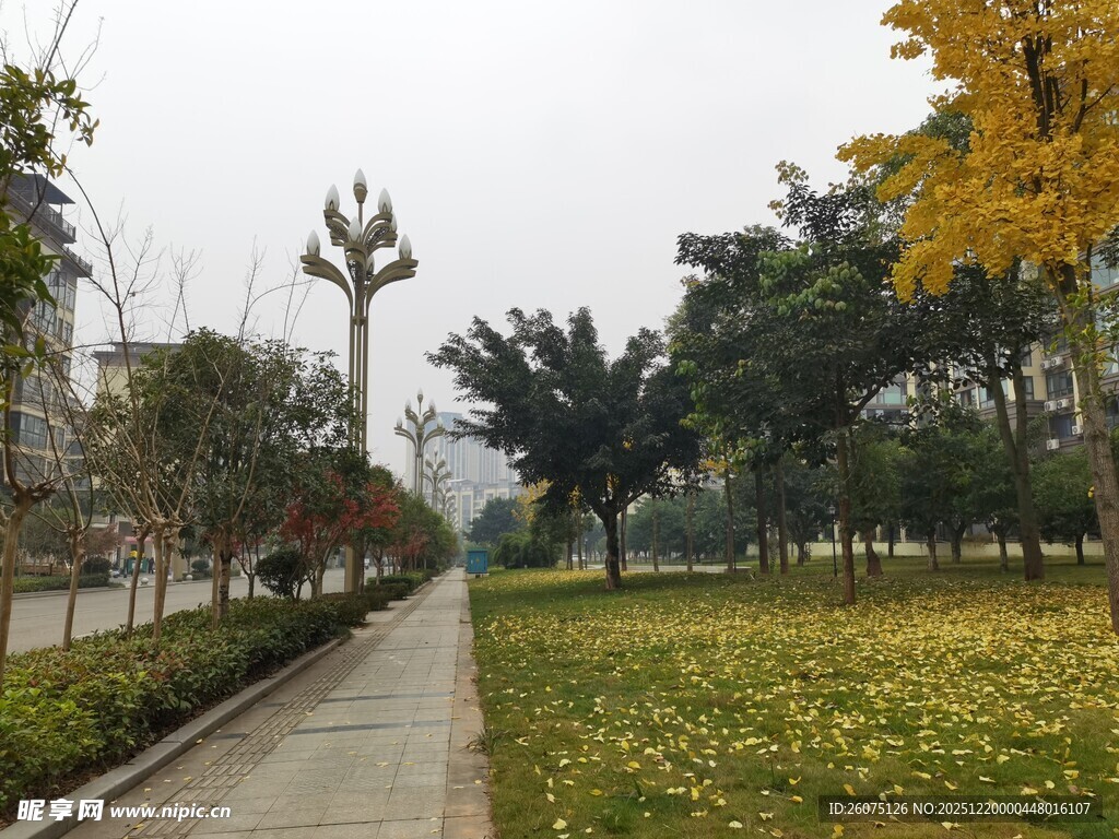 秋日公园林荫小道美景