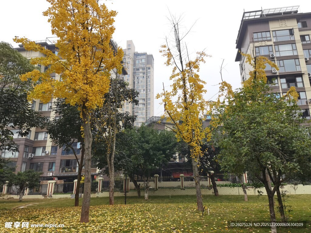 秋日公园黄叶树木景致