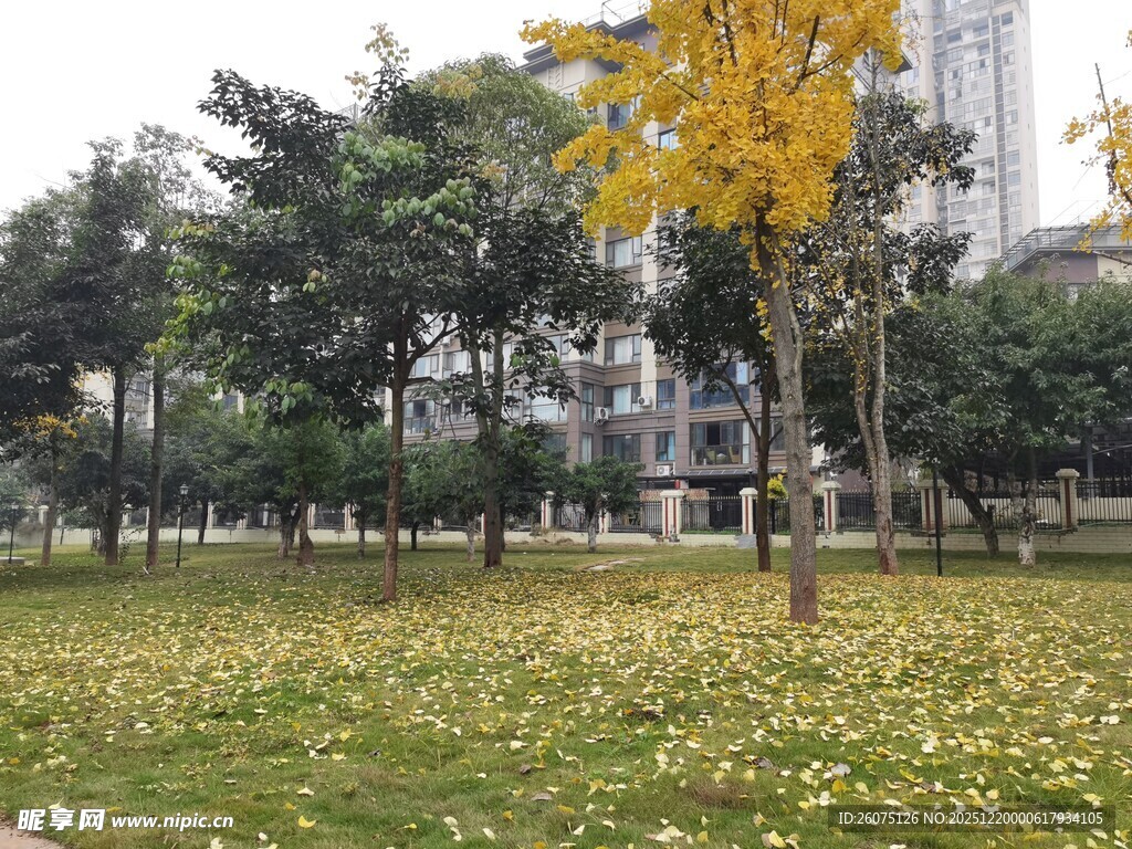 秋日公园落叶美景