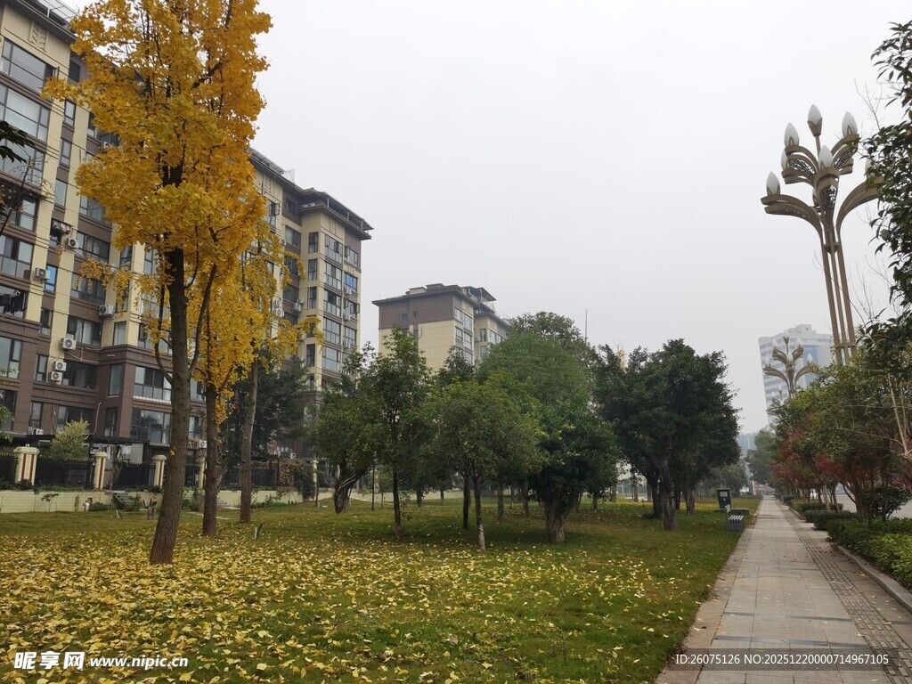 秋日小区林荫小道美景