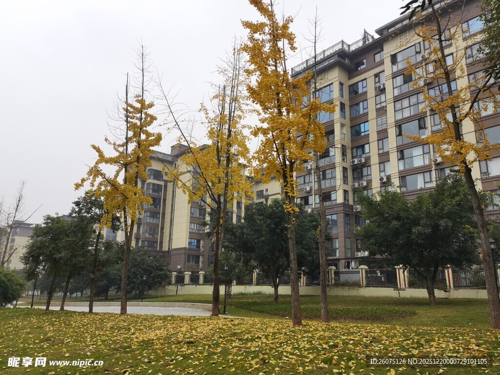 秋日小区银杏落叶美景