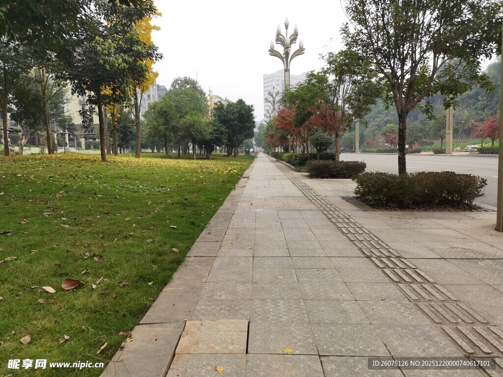 公园中的林荫步道