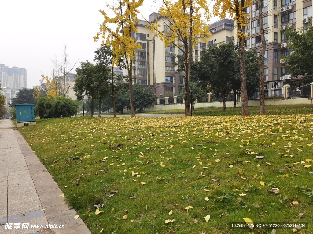 秋日公园草地落叶景象