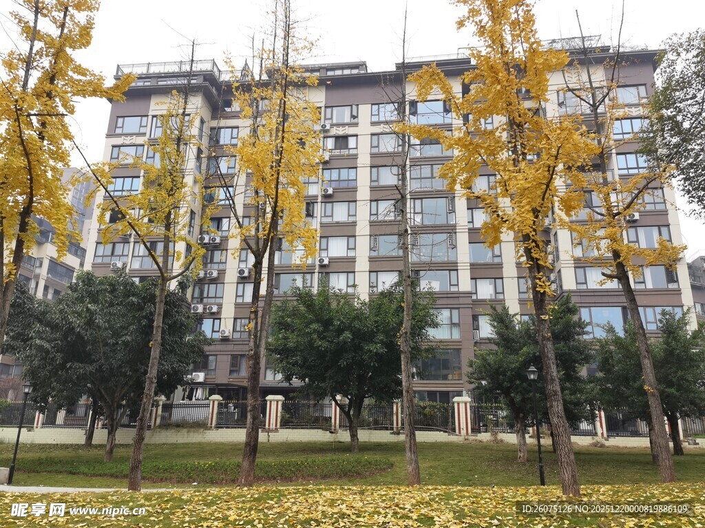 秋日小区旁的金黄树木景观