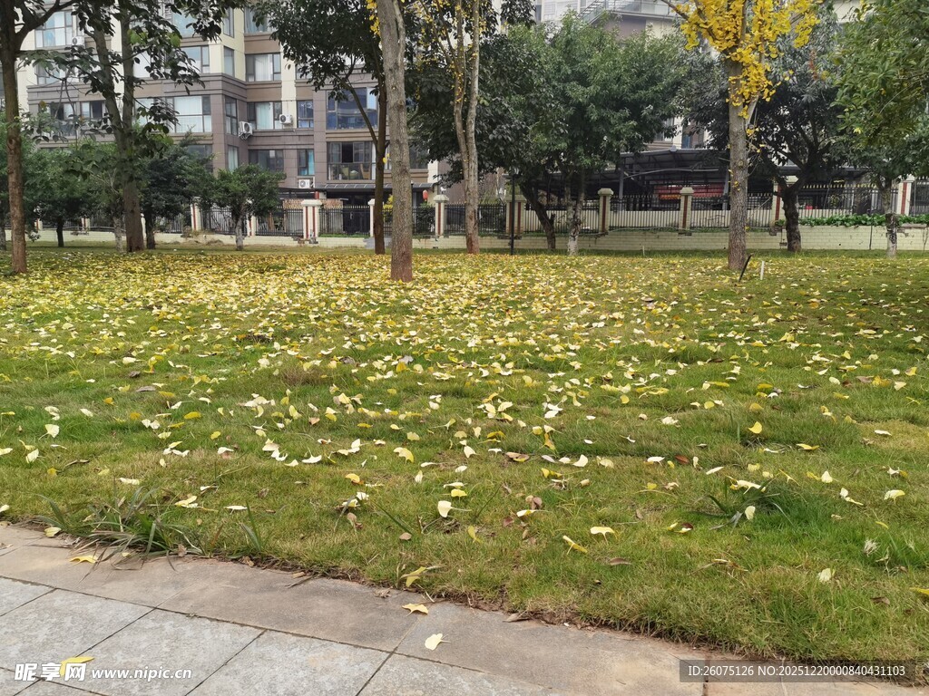 秋日草坪落叶景致