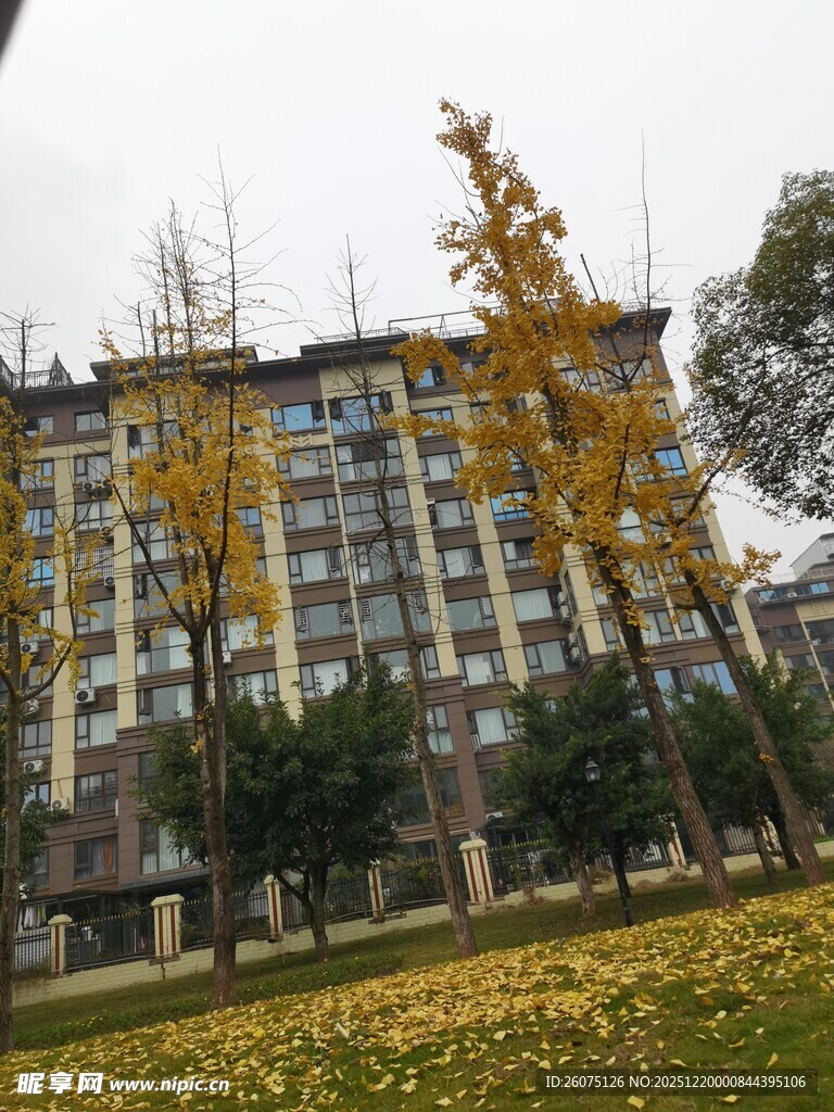 秋日小区银杏落叶美景