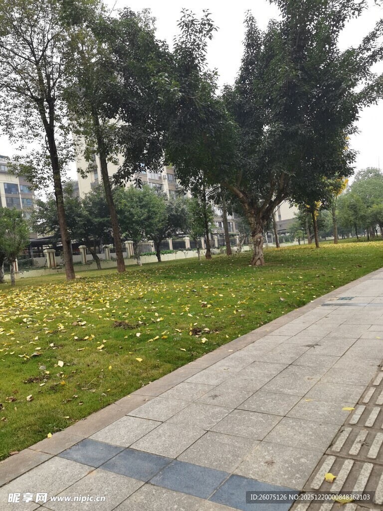 秋日公园的静谧小路