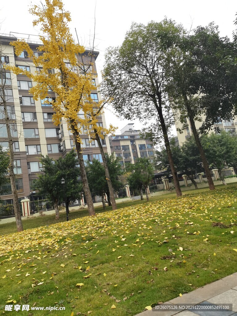 秋日草坪落叶景观