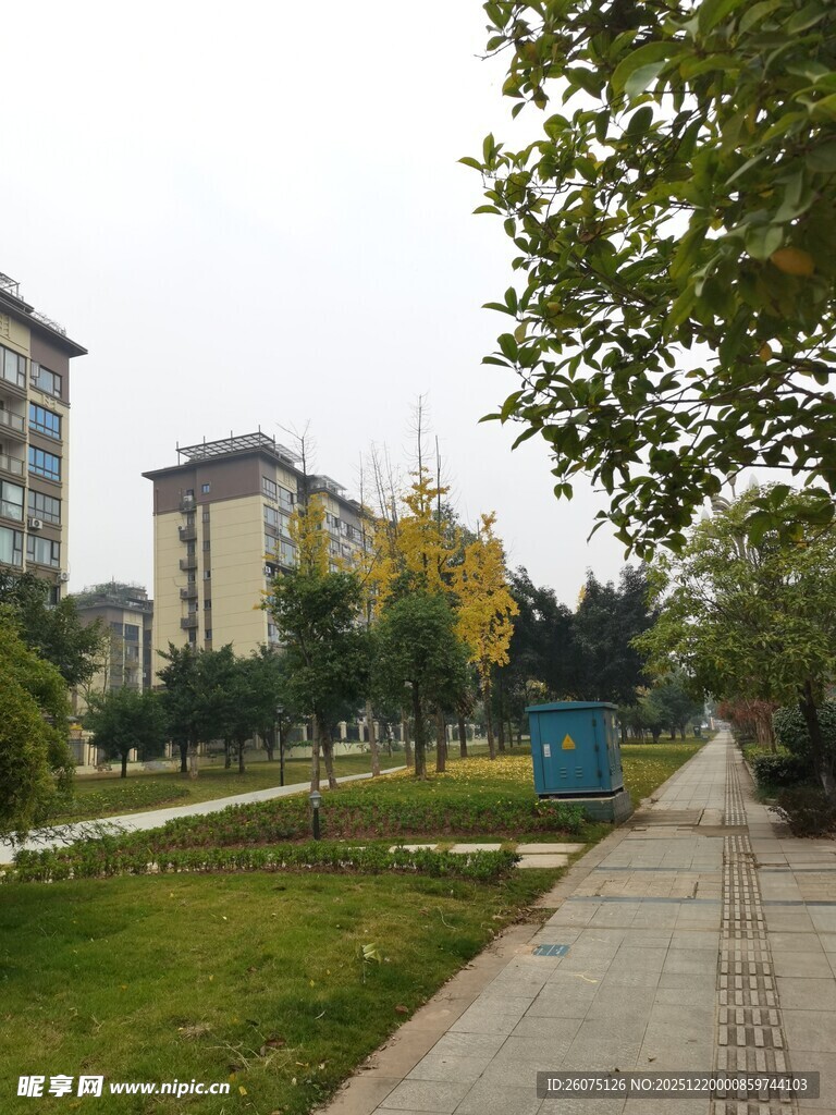 校园中的林荫小道与建筑