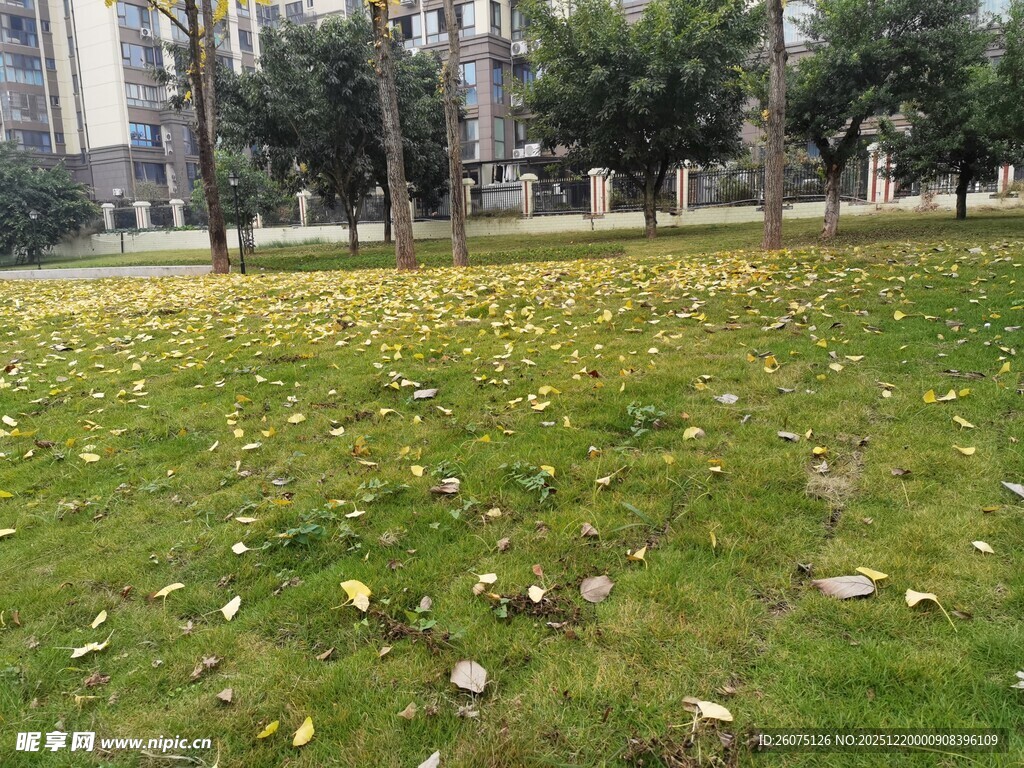 秋日草地树木景致