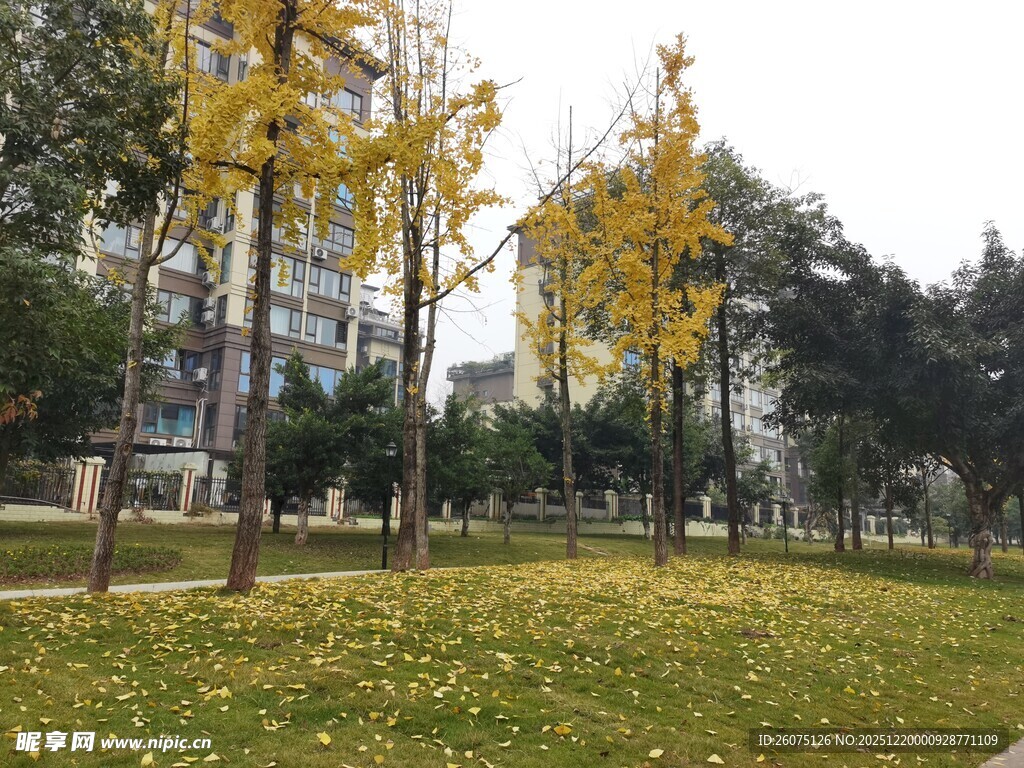 秋日公园黄叶铺地美景