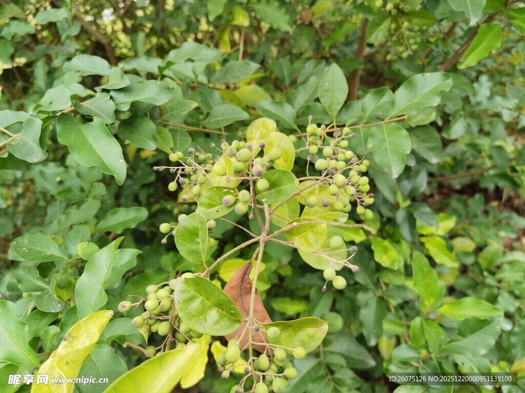 绿叶间的植物果实