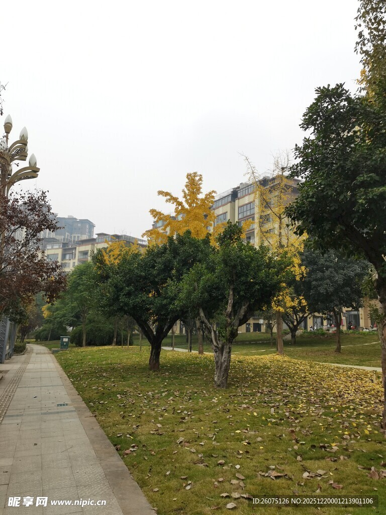 秋日校园小径风景