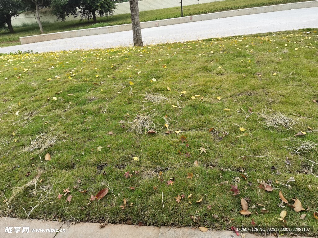 路边草地散落枯黄树叶