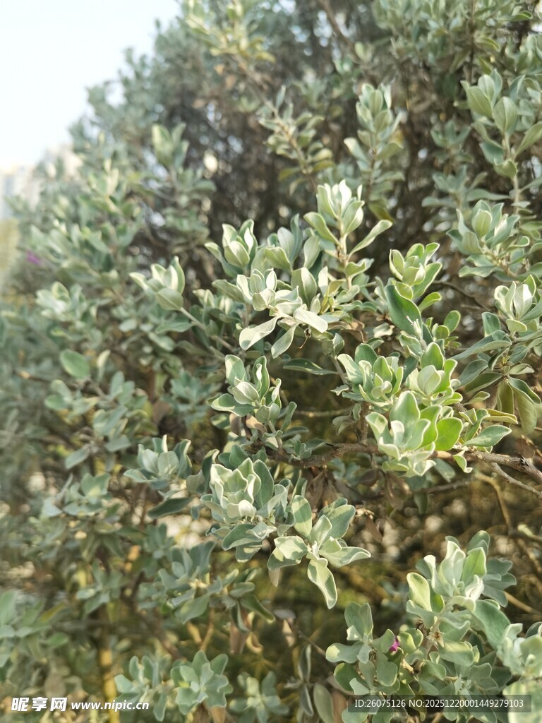 茂密绿植特写