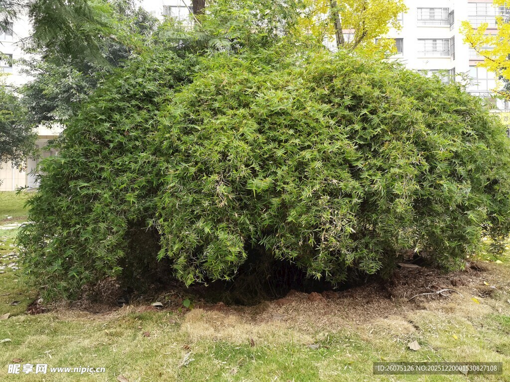茂盛绿植灌木景观
