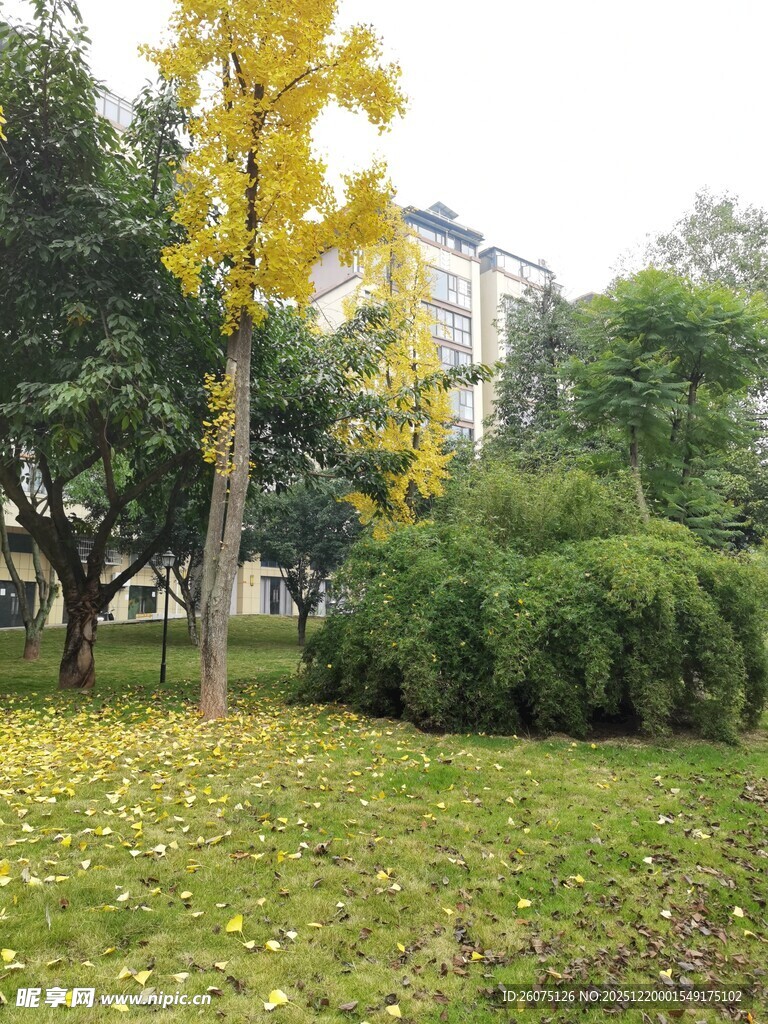 秋日公园银杏与绿植景致