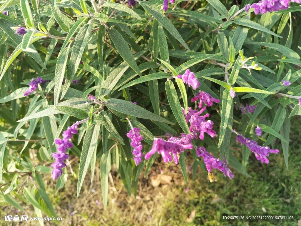 紫色鸢尾花绽放于草地