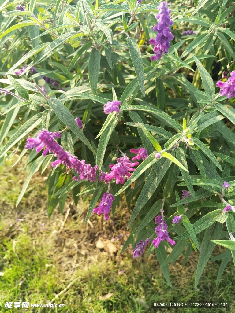 紫色花卉绽放于绿叶间