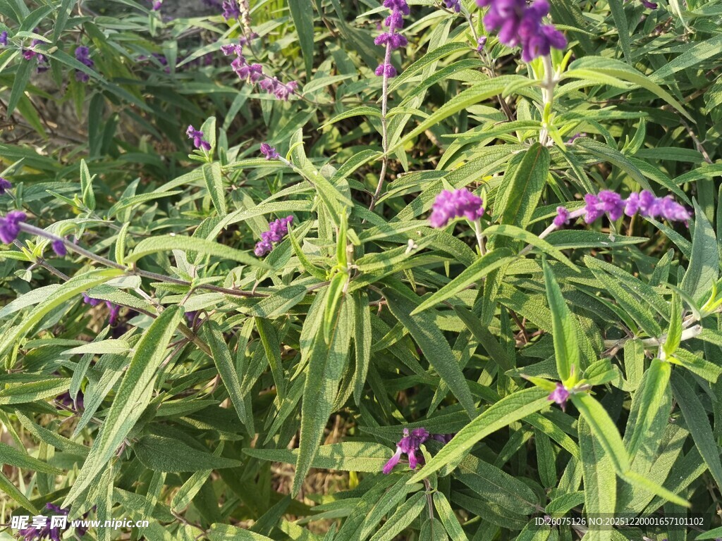 紫色花卉与绿叶植物景观