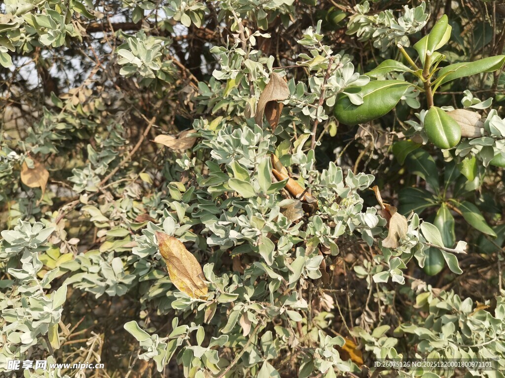 枝叶间的自然景致