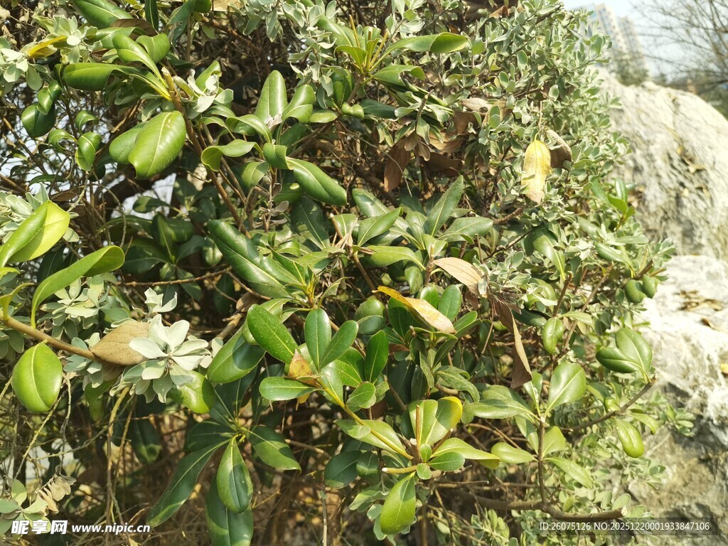 绿叶白花的繁茂植物景观