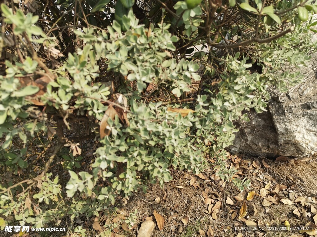 绿叶繁茂的植物景观