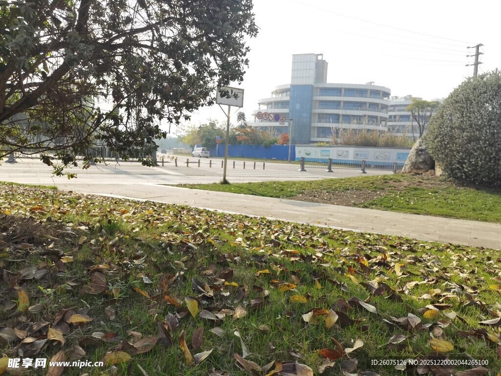 校园秋景中的建筑与落叶