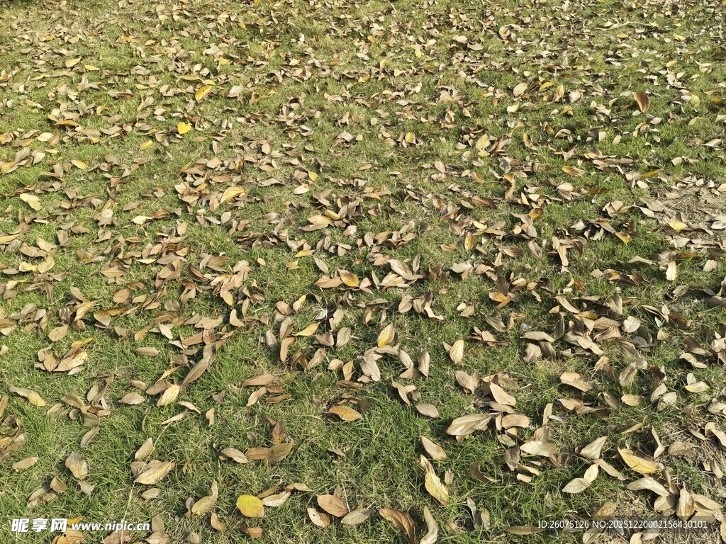 地面散落的枯黄落叶