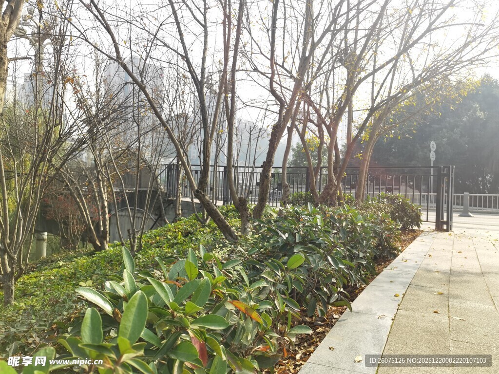 冬日公园小径绿植景观