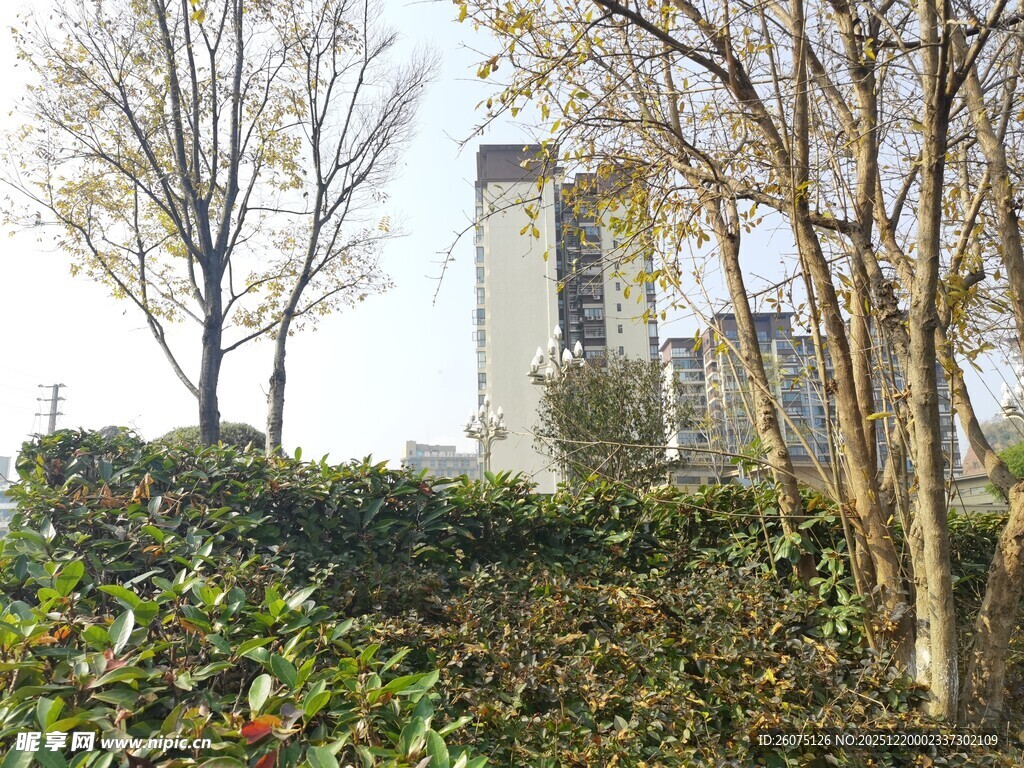 城市中树木与绿植景观