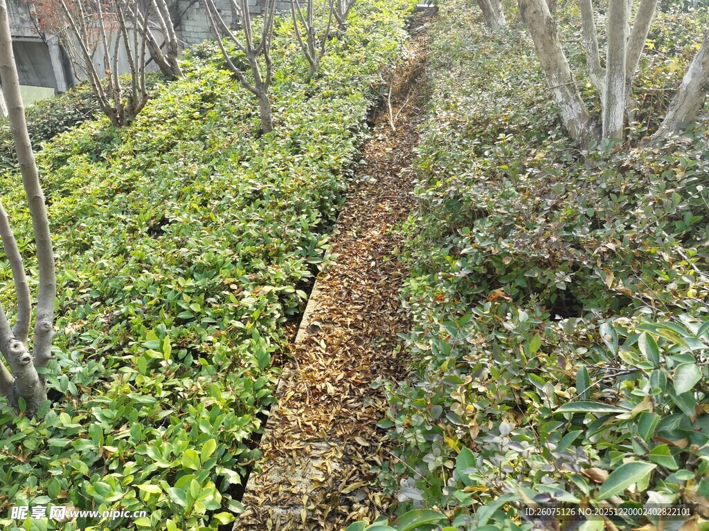 田间小径旁的繁茂绿植