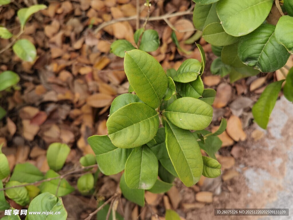 嫩绿叶片生长于枯叶间