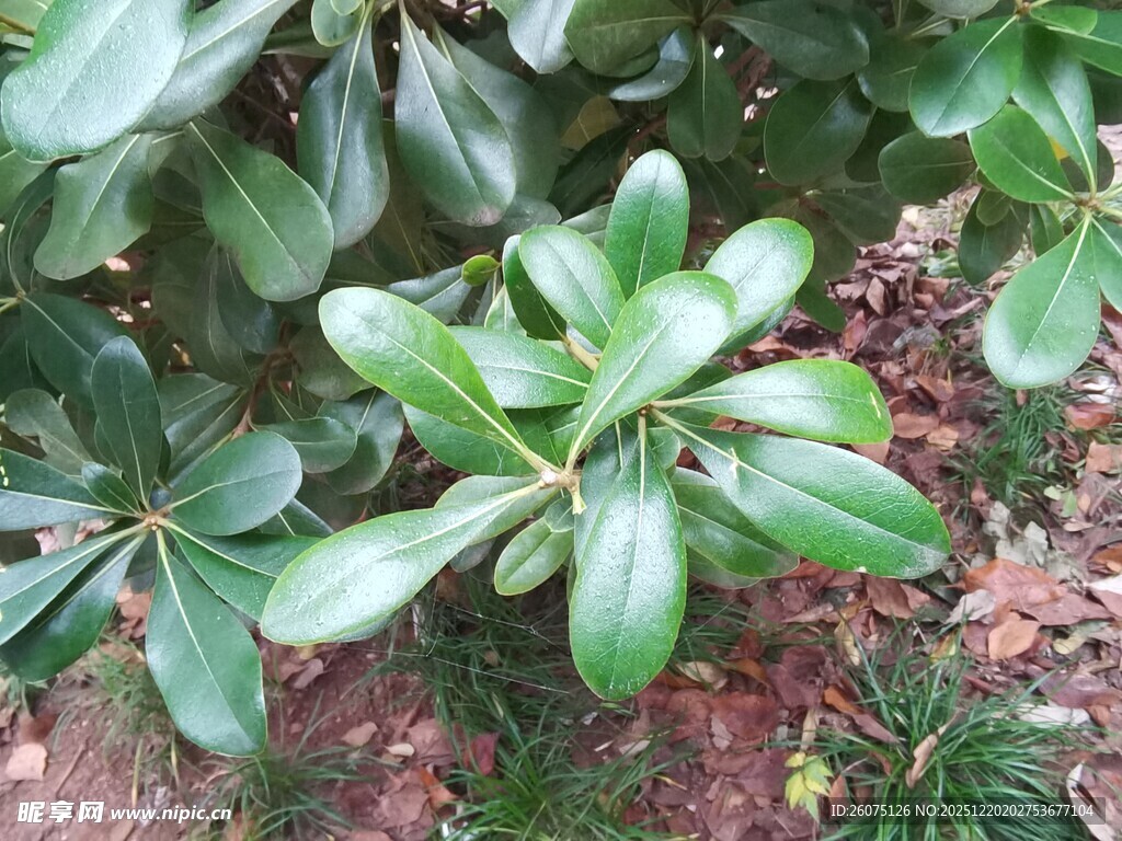 绿叶繁茂的植物景观