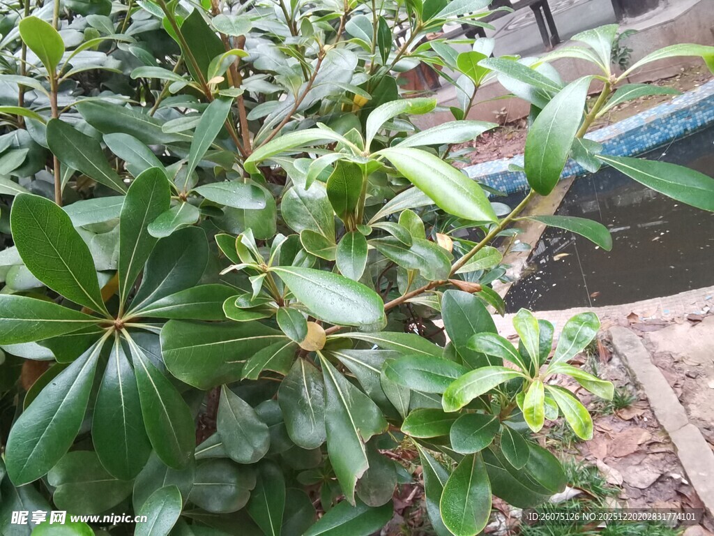 绿叶繁茂的庭院植物