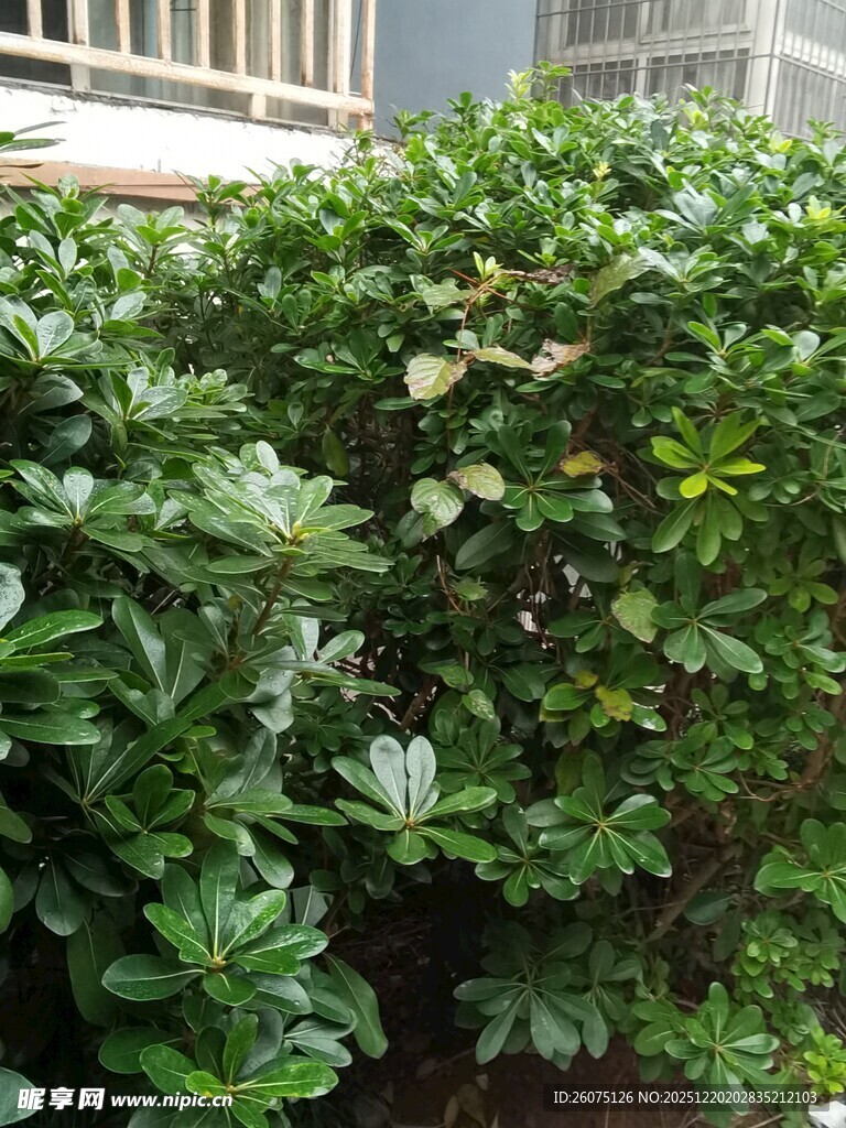 茂盛绿植灌木丛景观