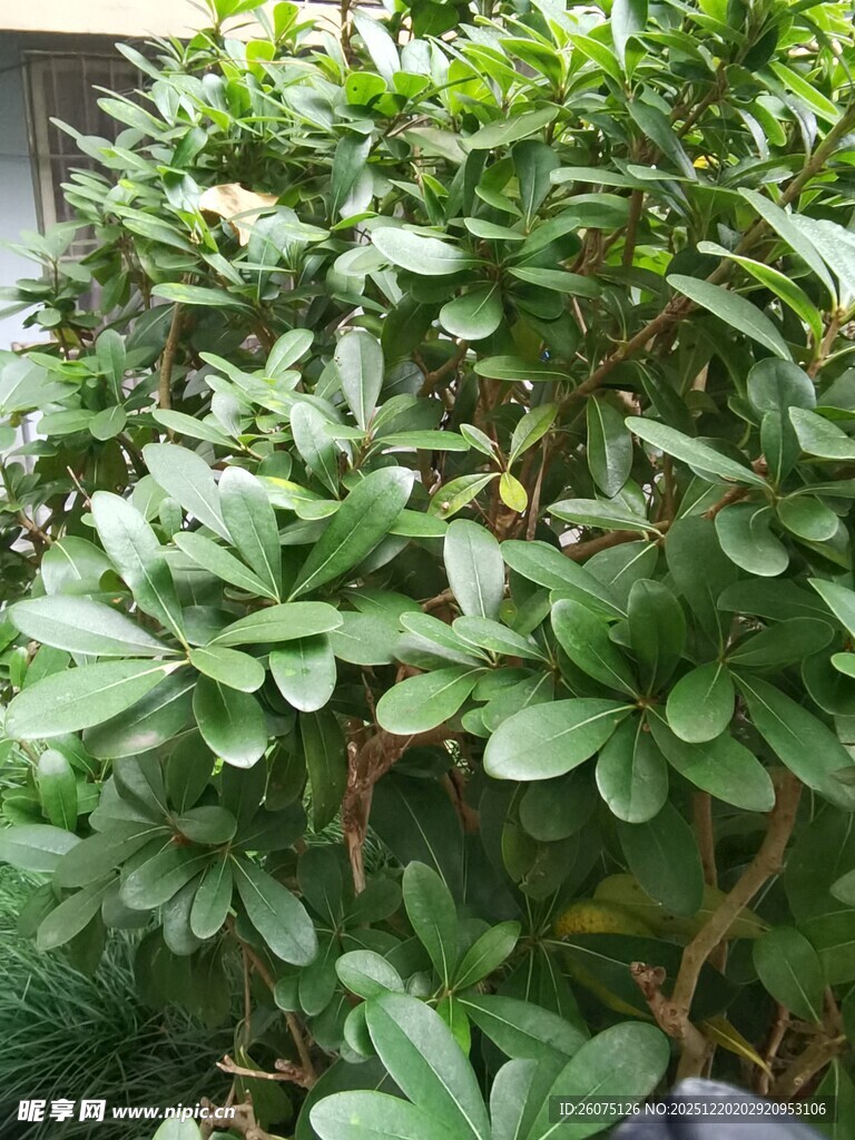 茂盛绿植叶片葱郁