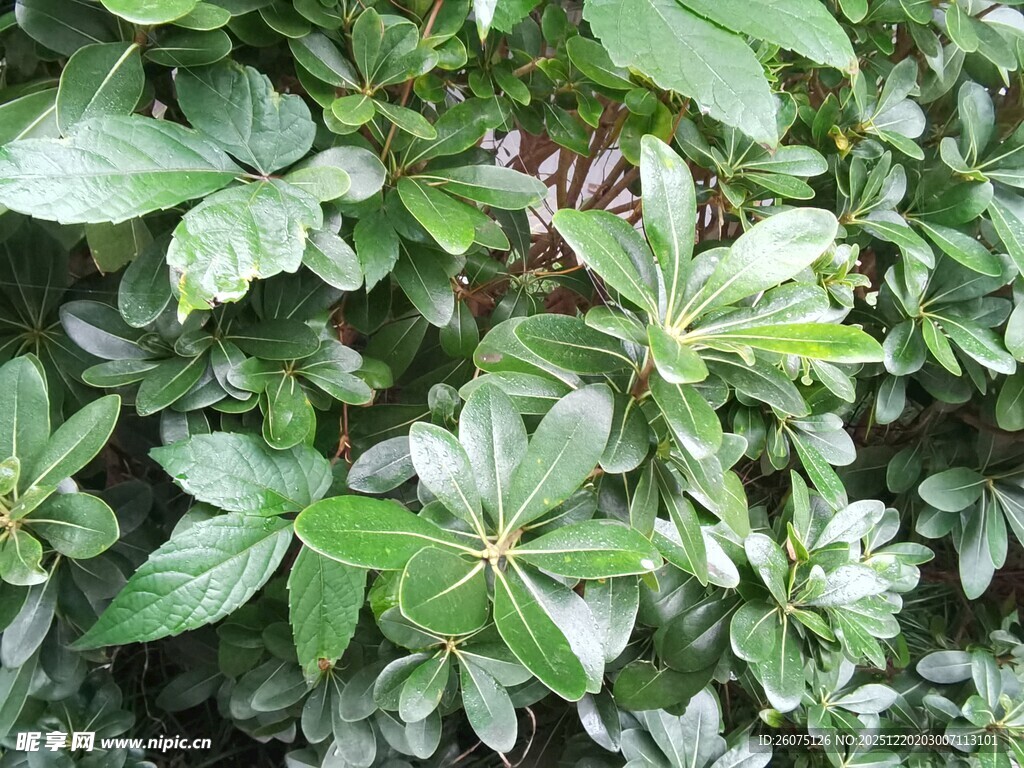 翠绿繁茂的鹅掌柴植物