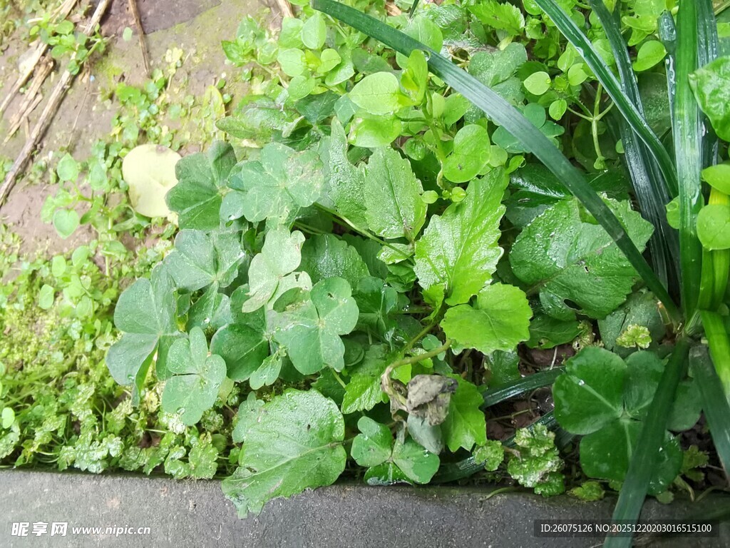 庭院中的翠绿植物