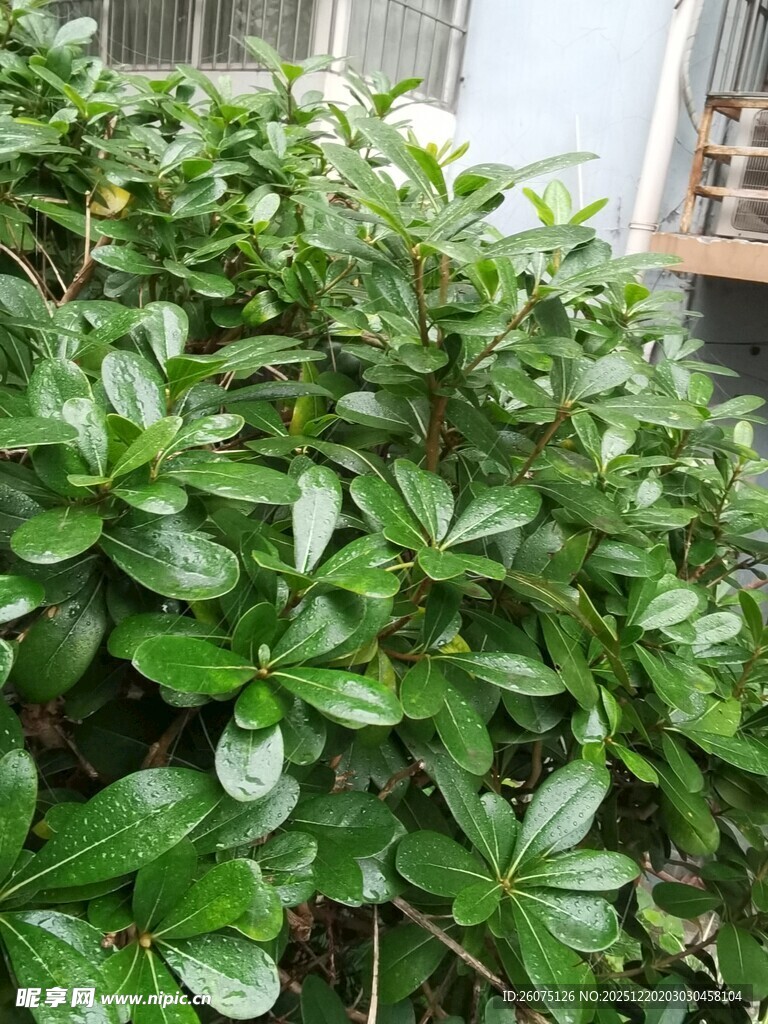 翠绿繁茂的绿植景观