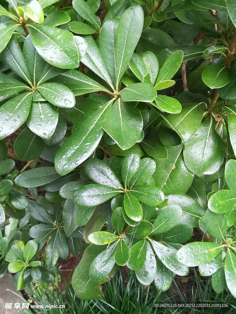 翠绿茂密的阔叶植物